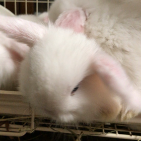 ホーランドロップアイリベビーの画像