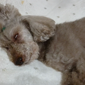 白目家族の画像