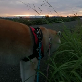 久しぶりに安倍川土手コースの朝散歩。弱い朝日と冠雪無しの富士山を見ながらの散歩。でも見ているのはの画像
