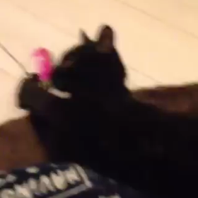 ネロくん幸せいっぱいの画像