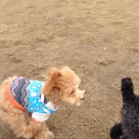 あい❤️鶴見緑地パートナードッグタウンの画像