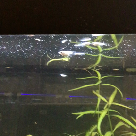 　H様のダルマメダカの画像