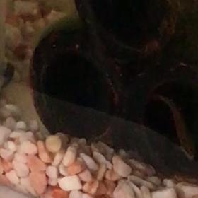 写りたがりの腹ぷくの画像