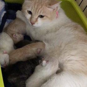 つくしママ頑張ってます❤️の画像