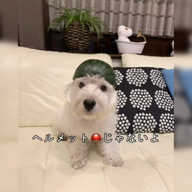 スイカマンの画像