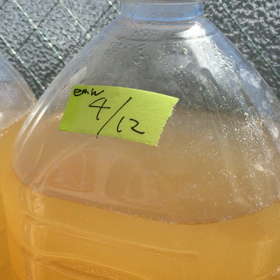 EMW培養中（仕込後 1週間）の画像