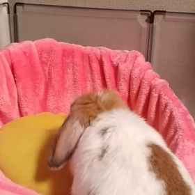 今日もホリホリの画像