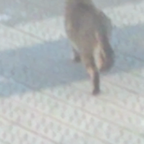 町ねこ動画シリーズの画像