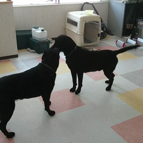 ダブル、ラブ❤！の画像