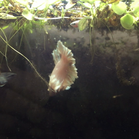 ショーベタ ダンボの画像