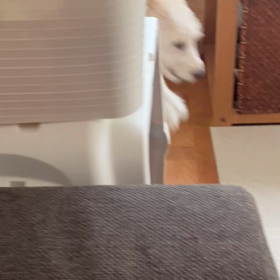 ダッシュ❗️の画像