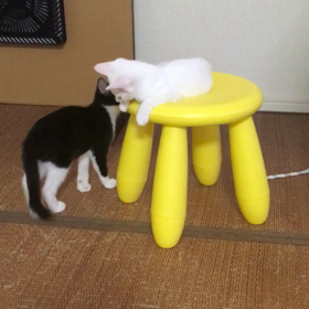 すっかり元気になりました！の画像