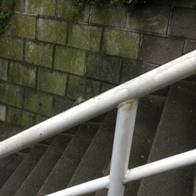 のんきなセミの画像