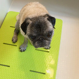 パグ、タライインの日。<動画修正済み>の画像