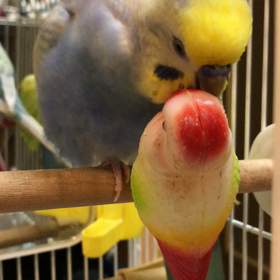 すきすき だーい好きなの～！の画像