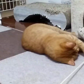 春うららの画像