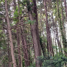 うぐいすの画像