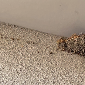 ツバメ子育て中の画像