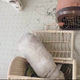 夢のようで夢じゃない動画の画像