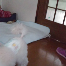 暴走むぎの画像