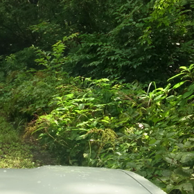 鍵掛峠林道探検おまけ 動画編の画像