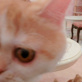 猫カフェムービー21、22  マリーナホップの画像