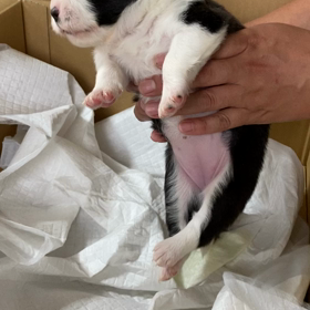 ボーダーコリー　子犬の画像