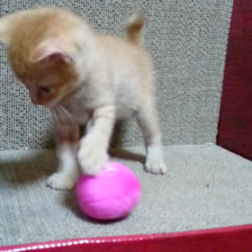 遊ぶの大好きニャンの画像