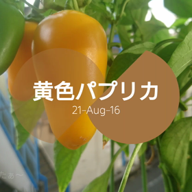 色づきましたの画像