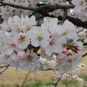 お疲れマーフィー。の画像