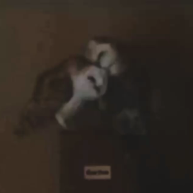 メンフクロウ　2021.4.13の画像