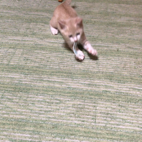 さあ、朝運動だー！の画像