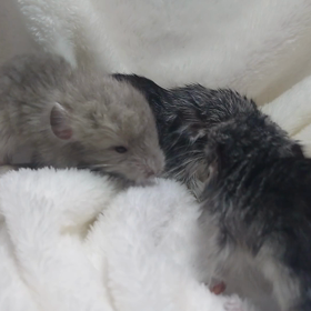 チンチラの三つ子ちゃん誕生！！！の画像