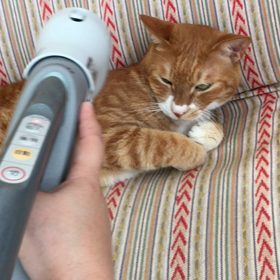 掃除機グルーミング  NO.2の画像