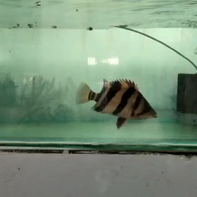 珍しいバンドのリアルの画像