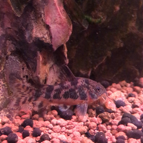 日記、2020/04/09。のんびりな一日。の画像