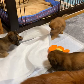 さんちゃんベビー遊ぶ♡の画像