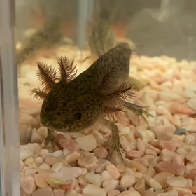 ザ・キャプテンズ×スナガ69th 群馬の除菌消臭はジアリピュア！の画像