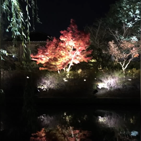 京都東寺紅葉の画像
