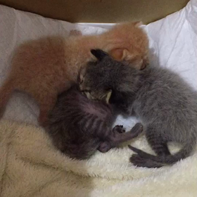 ミルクボランティア大募集！の画像