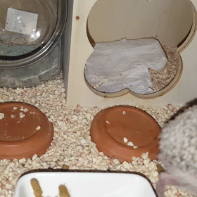 ミルワーム成虫を食べるすなおの画像