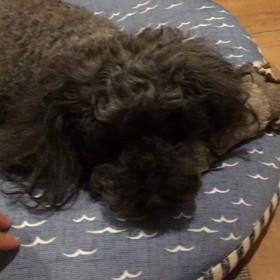 ここちゃんの日常の画像