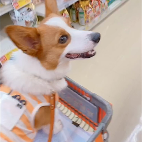 犬と一緒にお買い物の画像