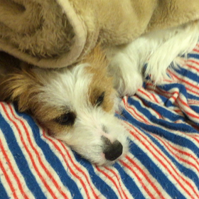 のんのアップ動画の画像