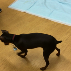 先生をお稽古するか。の画像