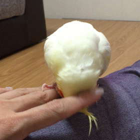 カキカキ  ロングバージョン！の画像