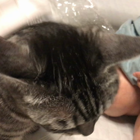 そろそろ猫の換毛期！クリーナー グルーミングブラシ❤️愛猫ウットリwの画像