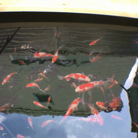 あかんやつやwの画像