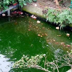 鯉が目覚めました＼(◎o◎)／！の画像