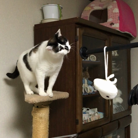 届きそうで届かない・・・の画像